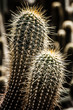 Foto: Close up of globe shaped cactus with long thorns Close up of globe shaped cactus with long thorns