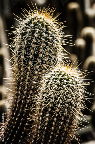 Photo: Close up of globe shaped cactus with long thorns Close up of globe shaped cactus with long thorns