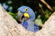 A Hyacinth Macaw Poses Coyly for the Camera