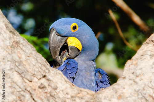 Photo: A Hyacinth Macaw Poses Coyly for the Camera A Hyacinth Macaw Poses Coyly for the Camera