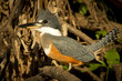Photo: A Ringed Kingfisher A Ringed Kingfisher