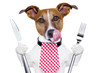 hungry dog