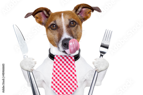 Photo: hungry dog hungry dog