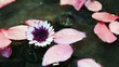 Fleur et gouttes