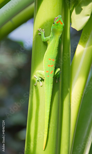 Photo: Green gecko Green gecko