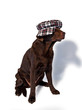 Labrador Retriever mit Batschkappe