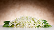 Jasmine Flowers On White Table... Jasmine Flowers On White Table...