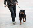 Photo: Rottweiler and master walk with a leash Rottweiler and master walk with a leash