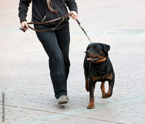 Photo: Rottweiler and master walk with a leash Rottweiler and master walk with a leash