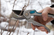 Pruning trees and shrubs