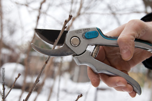 Photo: Pruning trees and shrubs Pruning trees and shrubs