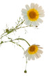 garland chrysanthemum