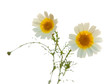 garland chrysanthemum