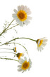garland chrysanthemum