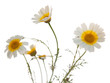 garland chrysanthemum
