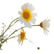 garland chrysanthemum