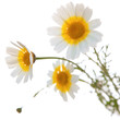 garland chrysanthemum