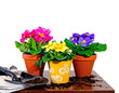 Foto: Frühlingsblumen für den Garten Frühlingsblumen für den Garten