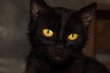 detail head black cat with yellow eyes