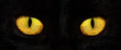 eyes of black cat in dark