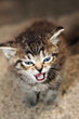 tabby kitten meowing on the stairs calling my mom