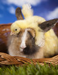 Photo: Chick in bunny Chick in bunny