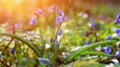Video: forest scilla. forest scilla.