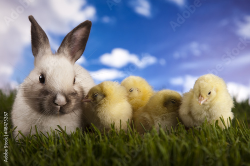 Photo: Chick in bunny Chick in bunny