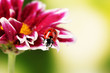 Ladybug on beautiful flower on green background