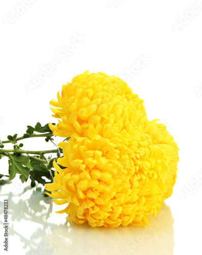 Photo: bright yellow chrysanthemums, isolated on white bright yellow chrysanthemums, isolated on white