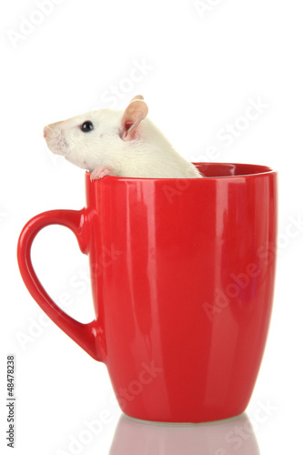 Photo: funny little rat in cup, isolated on white funny little rat in cup, isolated on white