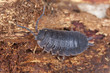 Woodlouse, extreme macro close-up with high magnification