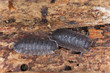 Woodlouses, extreme macro close-up with high magnification