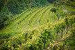 Vineyard in Lower Austria