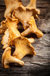 mushrooms. chanterelle