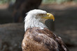 Foto: Bald Eagle, Haliaeetus leucocephalus Bald Eagle, Haliaeetus leucocephalus