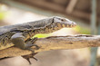 monitor lizard or Varanus on tree