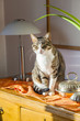 Cat sitting in the room