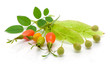 rosehip berries and seeds of linden on white background