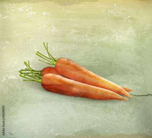 Vector: Carrots, old-style Carrots, old-style