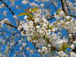 Kirschblüte - Prunus avium