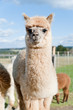Fluffy young Alpaca