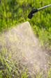 watering the lawn with a sprayer