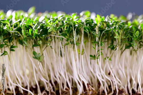 Photo: Gartenkresse Gartenkresse