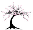 cherry tree