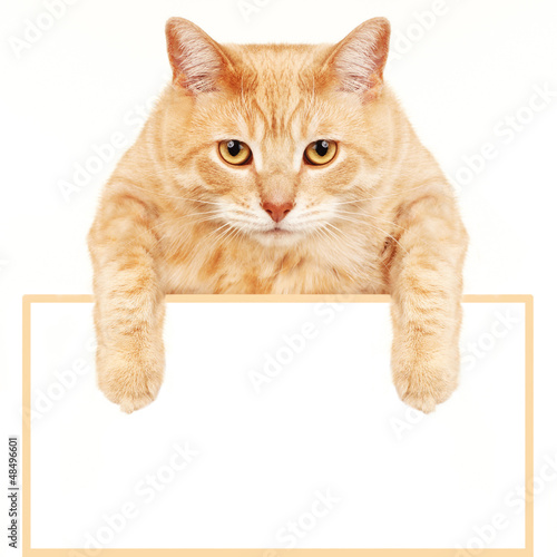Photo: Cat with banner. Cat with banner.