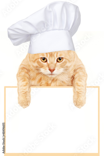 Photo: Cat chef with banner. Cat chef with banner.