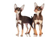 two adorable puppies standing close