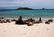 Seelöwen auf Galapagos