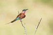 Southern Carmine Bee-eater (Merops nubicoides), South Africa